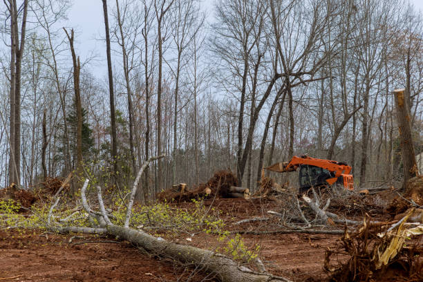 Best Utility Line Clearance  in Jonestown, TX